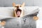 Yawning dog in bed