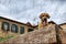 Yawning dog on the stone wall