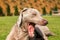 Yawning dog - Weimaraner. Close-up view of a tired dog. The dog wants to sleep. Yawning young dog