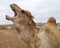 A yawning dromedary or Arabian camel