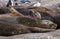 Yawning elephant seal