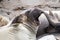 Yawning Elephant Seal