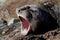 Yawning elephant seal, Antarctica