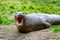Yawning elephant seal - Mirounga leonina - on meadow in Grytviken, South Georgia
