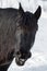 Yawning friesian horse in winter