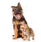 Yawning german shepherd puppy and bengal cat together. isolated