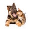 Yawning german shepherd puppy dog and little bengal cat together