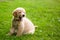 Yawning golden pup