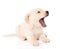 Yawning golden retriever puppy dog. on white background