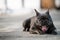 Yawning gray frenc bulldog while sitting on the pavement