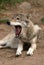 Yawning Gray Wolf