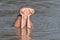 Yawning hippe in a hippo pool