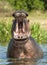 Yawning hippopotamus in the water.