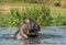 Yawning hippopotamus in the water.