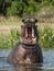 Yawning hippopotamus in the water. The common hippopotamus (Hippopotamus amphibius)