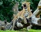 Yawning Leopard