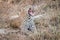 Yawning Leopard in the Sabi Sands.