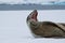 Yawning Leopard Seal
