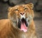 Yawning liger.