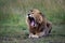 Yawning lion lying on the ground shot in the Masai Mara Reserve in Kenya