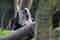 Yawning lion-tailed macaque