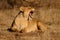 Yawning lioness