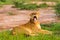 A yawning lioness in Murchison Falls National Park