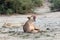 Yawning lioness with open mouth, lies in the African savannah