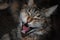 Yawning Maine Coon Cat