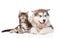 Yawning maine coon cat and alaskan malamute dog together. isolated