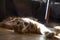 A yawning maine coon kitten stretching on wooden floor