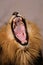 Yawning male African lion