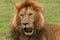 A yawning male lion on the grass