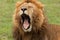 A yawning male lion on the grass