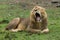Yawning male lion in the Maasai Mara