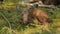 Yawning moose calf