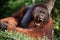 Yawning Orangutan