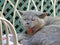 Yawning pedigree cat on garden chaise