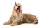 Yawning picard dog lying on white background