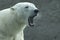 Yawning Polar Bear (Ursus maritimus)