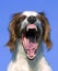 Yawning red and white irish setter