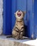 Yawning Santorini cat