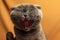 Yawning scottish fold cat on orange colored background, portrait on fabric