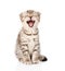 Yawning scottish kitten sitting in front. isolated