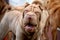 Yawning shar pei dog