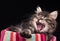 Yawning siberian kitten