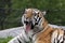 Yawning Siberian Tiger