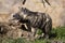 Yawning Striped Hyaena, Hyaena Hyaena sultana