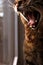 Yawning Tabby Cat