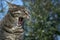 Yawning tabby cat in the garden in front green leaves, copy space